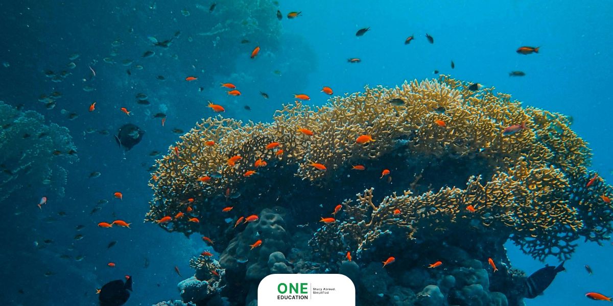 Great Barrier Reef มองจากอวกาศได้