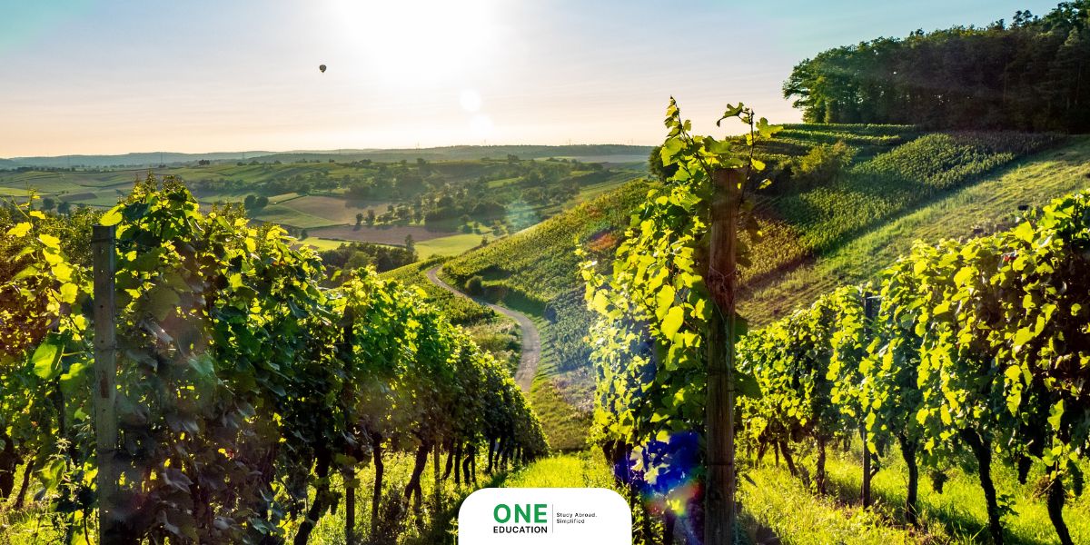 Wine Making & Viticulture - Adventure Courses