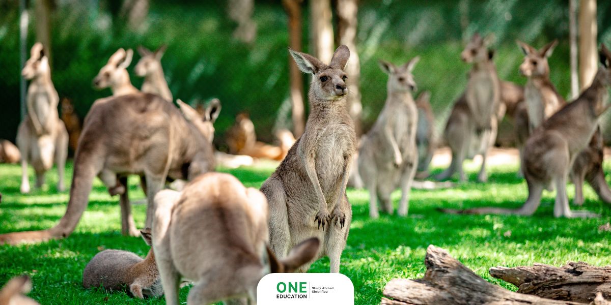 Wildlife Conservation & Zoology - Adventure Courses